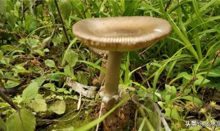 蘑菇怎么生长的 蘑菇的生长过程